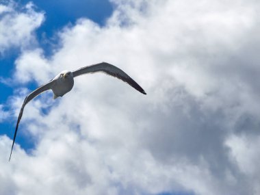 Bulutlu gökyüzü uçan martı
