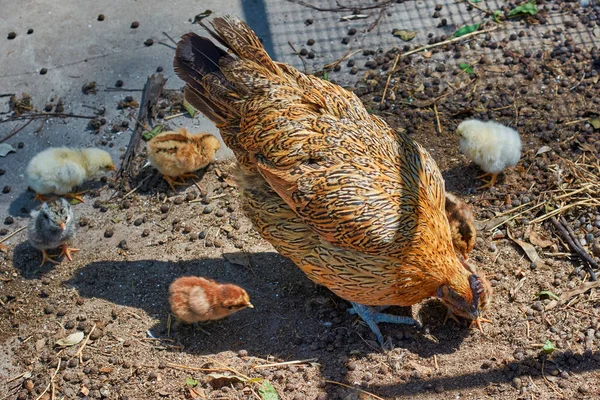 Kahverengi tavuk yanında onun civciv bir çiftlikte yeme. — Stok fotoğraf
