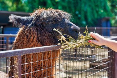 Bir kişi tarafından besleniyor Lama