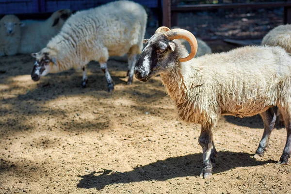 Ram standing in the corral — Stock Photo, Image