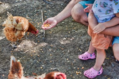 İnsanlar çocukları ile tavuk besleme