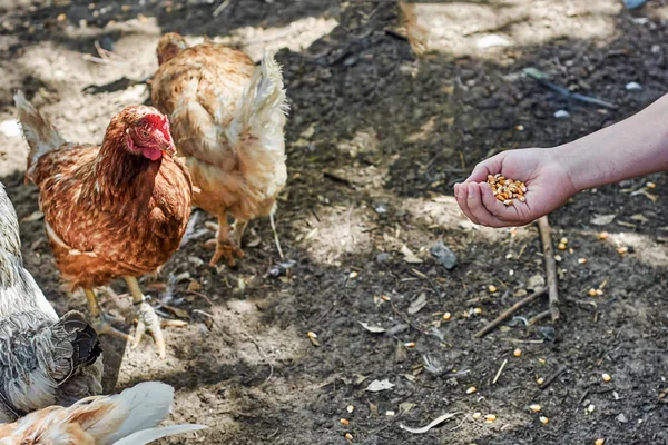 Gens l’alimentation des poulets dans une ferme — Photo