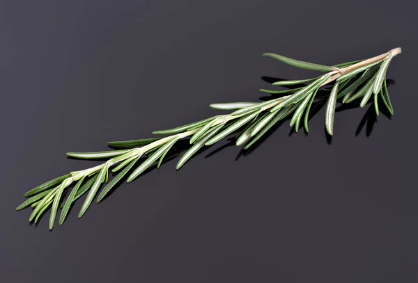 Rosemary, planta perfumada para fitoterapia e ingrediente de cozinha . — Fotografia de Stock