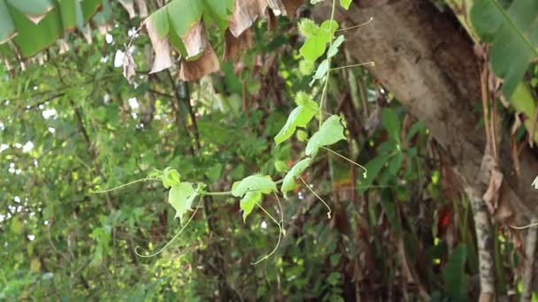 緑の熱帯植物、ジャングルを背景。熱帯雨林バリ、インドネシア。エキゾチックな植物、熱帯林。熱帯雨林のインテリア. — ストック動画