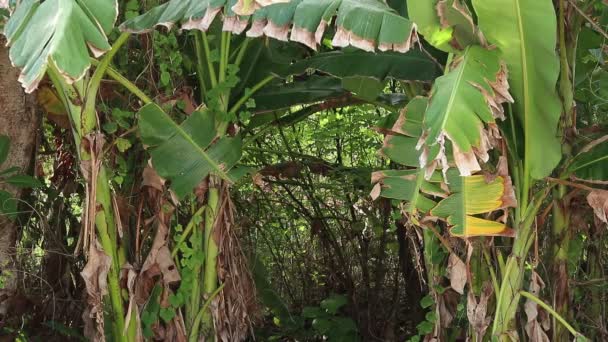 Zelené tropické rostliny, pozadí džungle. Deštný prales Bali, Indonésie. Exotické rostliny, tropický prales. Interiér z tropických deštných pralesů. — Stock video