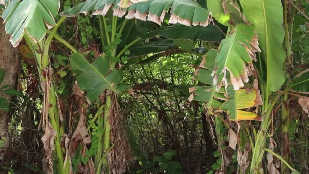 Groene tropische planten, jungle achtergrond. Regenwoud Bali ... Groene tropische planten, jungle achtergrond. Regenwoud Bali ...