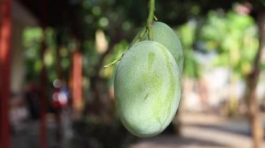 Büyük bir ağaca tutunan yeşil tropikal egzotik mango. Ağır çekim. Bali Adası, Endonezya. 1080p, 50 kare/sn, tam Hd.