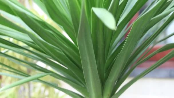 Tropische kleine groene palm close-up in balinese tuin. Slow-motion. Palm bladeren. Bali eiland, Indonesië. 1080p, 50 fps, Full Hd. tropische abstracte achtergrond. — Stockvideo