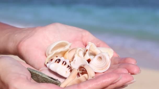 Close up hand holding shells and pebbles — Stock Video