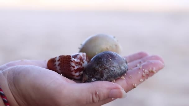 Close up hand holding shells and pebbles — Stock Video