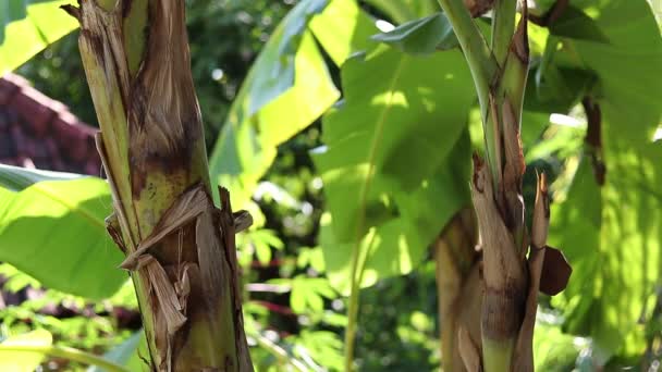 Primer plano del Jardín Tropical en la isla de Bali, zona de Amed, Indonesia. Muy hermosa vista . — Vídeo de stock