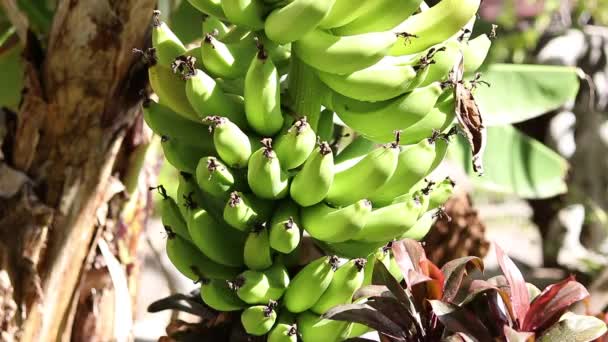 Unripe bananas in the jungle close up. Tropical Bali island, Indonesia. Fresh sunny view. — Stock video