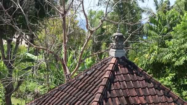 Giardino tropicale sull'isola di Bali, Indonesia. Piante esotiche e alberi. Vista verde soleggiato . — Video Stock