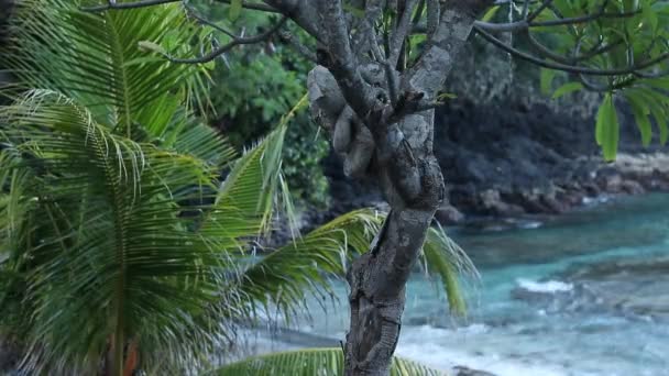 Amazing tropical island, blue lagoon. Many tropical palms and plants, beautiful view, no people, lonely beach. Secret place. Bali, Indonesia. — Αρχείο Βίντεο