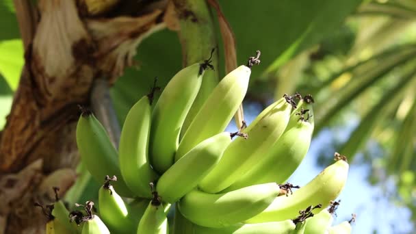 Bananas verdes na selva de perto. Ilha Tropical de Bali, Indonésia. Vista ensolarada fresca . — Vídeo de Stock