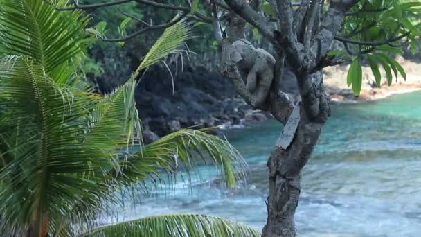 Niesamowite tropikalnej wyspie, blue lagoon. Wielu tropikalnych Palm i roślin, piękny widok, nie ma ludzi, lonely beach. Bezpiecznym miejscu. Bali, Indonezja. — Wideo stockowe