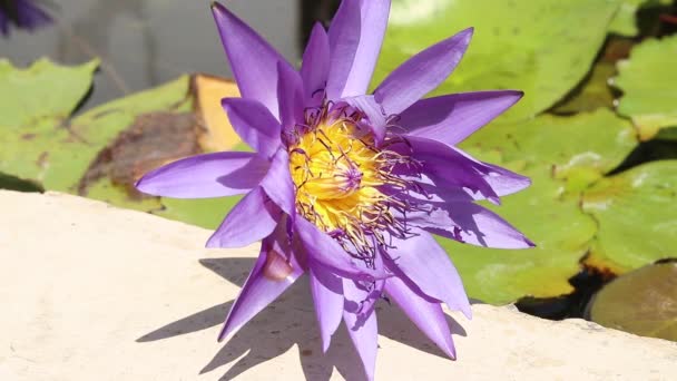 Waterlily em lagoa de jardim, close-up em dia ensolarado na ilha de Bali, Indonésia . — Vídeo de Stock