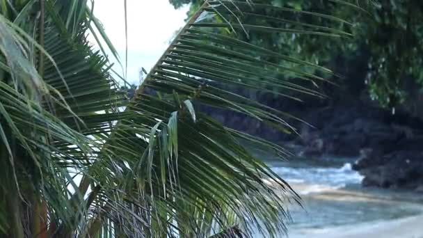 Amazing tropical island, blue lagoon. Many tropical palms and plants, beautiful view, no people, lonely beach. Secret place. Bali, Indonesia. — Stockvideo