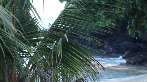 Verbazingwekkende tropische eiland, blauwe lagune. Vele tropische palmen en planten, mooi uitzicht, geen mensen, eenzaam strand. Geheime plek. Bali, Indonesië. — Stockvideo