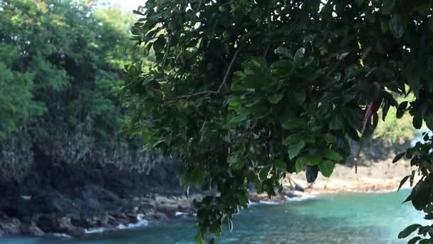 Amazing tropical island, blue lagoon. Many tropical palms and plants, beautiful view, no people, lonely beach. Secret place. Bali, Indonesia. — Stock video
