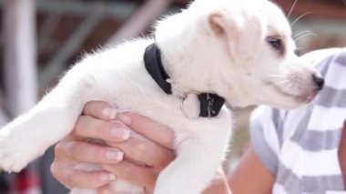 Küçük beyaz Bali köpek ve genç kadın öpüşme. Güzel gözlü şirin köpek yavrusu. Plaj açık. Ağır çekim.