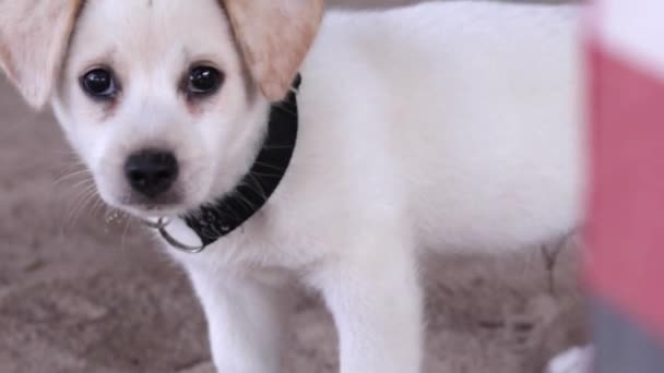 小さな白いバリ犬屋外。美しい目のかわいい子犬。屋外のビーチ。スローモーション. — ストック動画