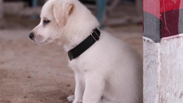 Pequeño perro balinés blanco al aire libre. Lindo cachorro con hermosos ojos. Playa al aire libre. Movimiento lento . — Vídeo de stock