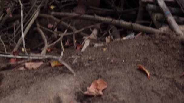 Mangrove Forests on tropical island Lembongan, Indonesia. Old wooden bridge. Slow motion. — Stock Video