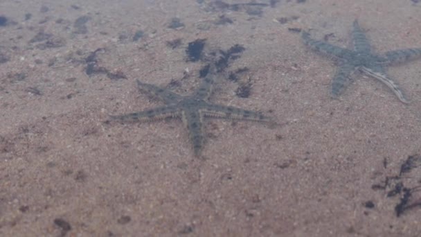 Plenty of cushion moving starfish on a sandy ocean floor. Tropical island Lembongan, Indonesia. — Stock Video