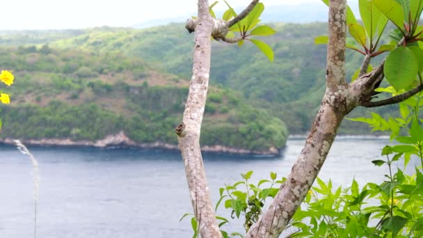 녹색 여름 풍경 경치 볼 수 있습니다. 열 대 섬 Lembongan, 인도네시아. 아시아 식물 및 나무, 바다에가 강. — 비디오