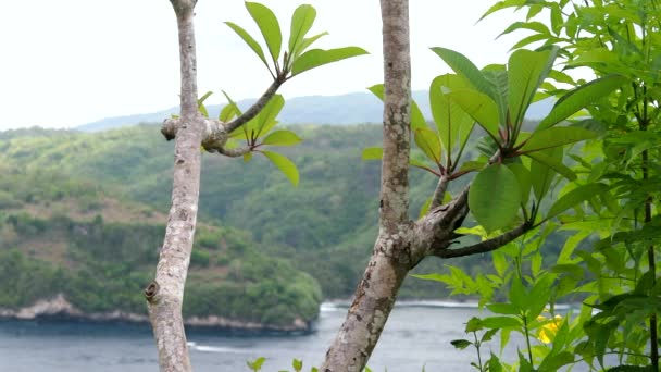 Verde paisaje de verano vista panorámica. Isla tropical de Lembongan, Indonesia. Plantas y árboles asiáticos, río que va al océano . — Vídeos de Stock