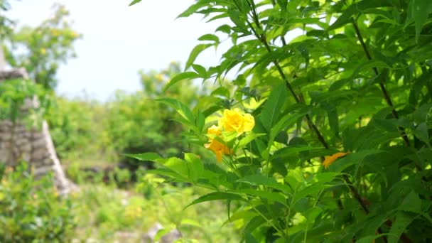 Färska friska gröna bio bakgrund med ljusa sommar solljus och en central copyspace för din text eller reklam. Gröna tropiska växter i Indonesien, Asien, ön Lembongan. — Stockvideo