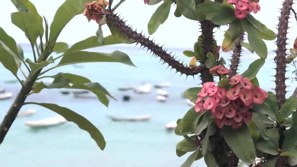 Óceán táj, a halászhajók és a virágok. Trópusi sziget Nusa Lembongan, Indonézia. — Stock videók