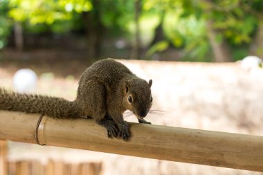 Patates kızartması yiyen bir bambu üzerinde Asya sincap. Asya, Bali, Endonezya.