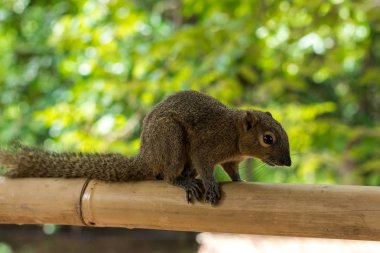 Patates kızartması yiyen bir bambu üzerinde Asya sincap. Asya, Bali, Endonezya.