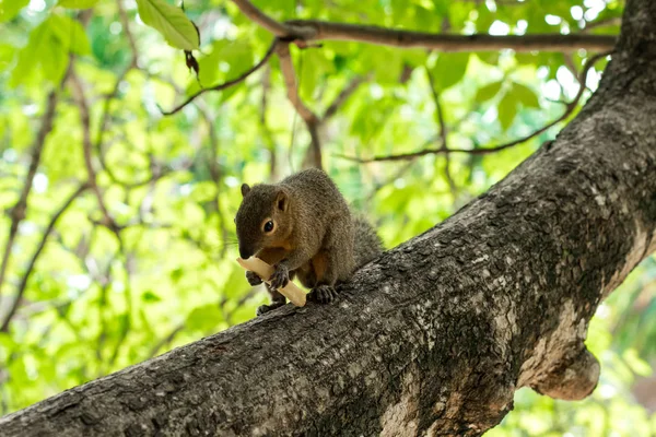 Азіатський білка по дереву їдять Французька картопля. Азії, Балі, Індонезія. — стокове фото
