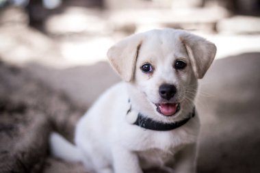 Çok küçük bir beyaz Bali köpek yavrusu kum üzerinde dışında tropik ada Nusa Lembongan, Endonezya. Asya.