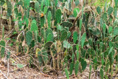 Kaktüs alanları tropikal ada Nusa Lembongan, Endonezya, Asya.