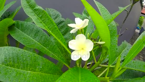 Tropických květů plumeria bílé keře s kapkami rosy. Brzy ráno na ostrově Bali, Indonésie. Zpomalený pohyb. — Stock video