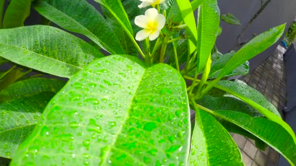 Tropik çiçekler frangipani plumeria ile çiğ tanesini bırakır. Bali Adası, Endonezya sabah erken. 4k video. Ağır çekim. — Stok video