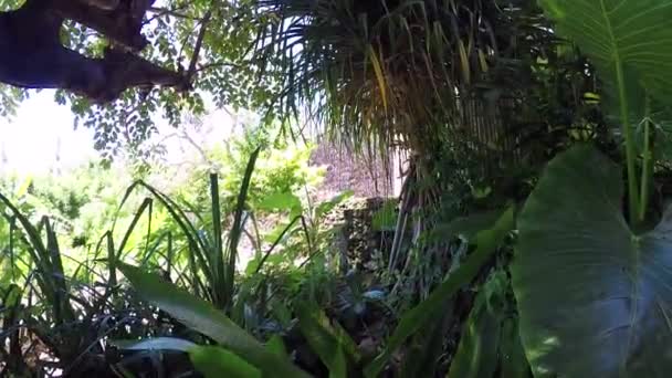 Petite cascade dans un jardin tropical sur l'île de Nusa Lembongan, Bali, Indonésie. Scène spa verte . — Video