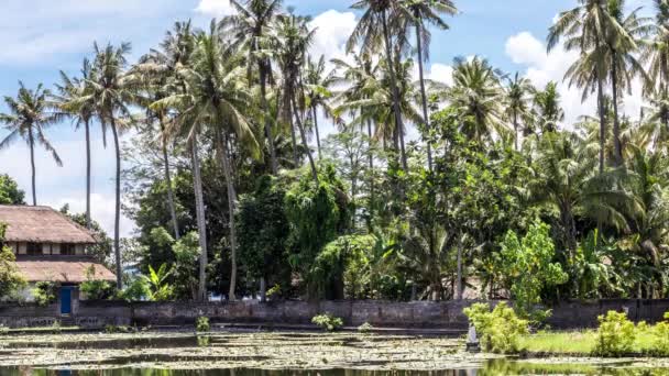 4K timelapse de campo de loto en una isla tropical Bali, Indonesia. Al este de Bali, Candidasa. Increíble escena con nubes en el cielo . — Vídeo de stock