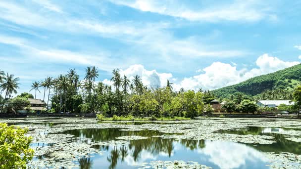 4 k timelapse lotus alanının bir tropik ada Bali, Endonezya. Bali, Candidasa doğusunda. Bulutlu gökyüzü üzerinde inanılmaz sahne. — Stok video