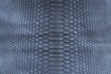 Hakiki piton yılan derisi deri, yılan derisi, doku arka plan.