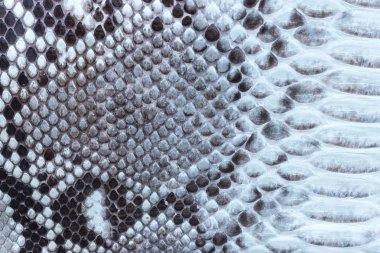 Hakiki piton yılan derisi deri, yılan derisi, doku arka plan.