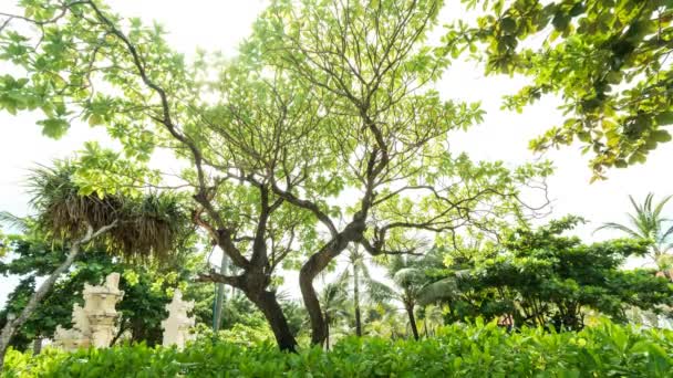 4K lapso de tempo de palmas e plantas tropicais. Bali Island, Indonésia . — Vídeo de Stock