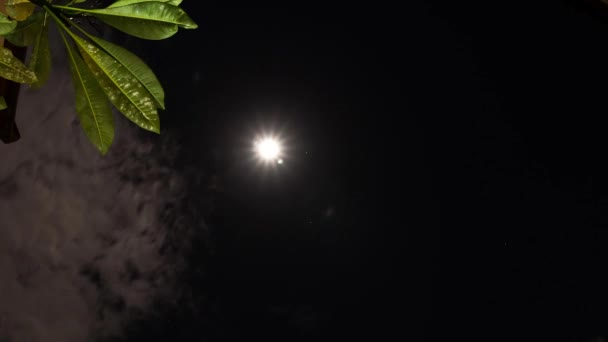 Ultra HD 4K timelapse de Luna Llena paisaje nocturno con hojas de árbol de plumeria. Escena oscura lapso de tiempo. Isla de Bali . — Vídeo de stock