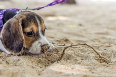 Küçük köpek, beagle yavru tropikal kumsalda oynarken ada Bali, Endonezya.