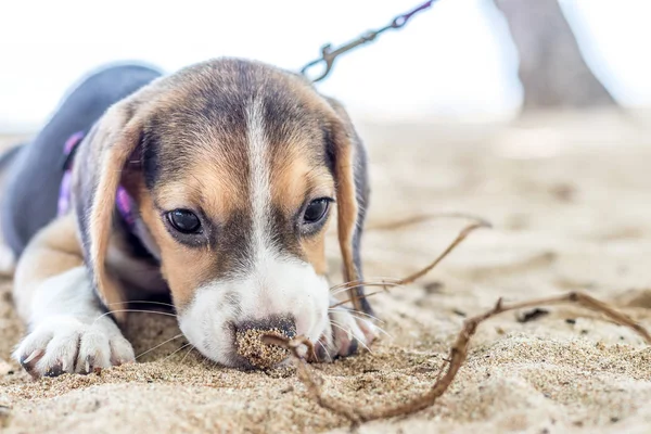 Liten hund, beagle valp leker på stranden av tropiska ön Bali, Indonesien. — Stockfoto