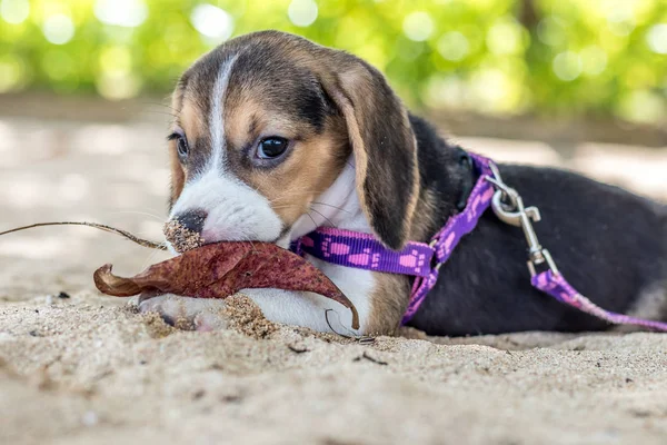 Liten hund, beagle valp leker på stranden av tropiska ön Bali, Indonesien. — Stockfoto